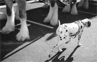 dalmatian